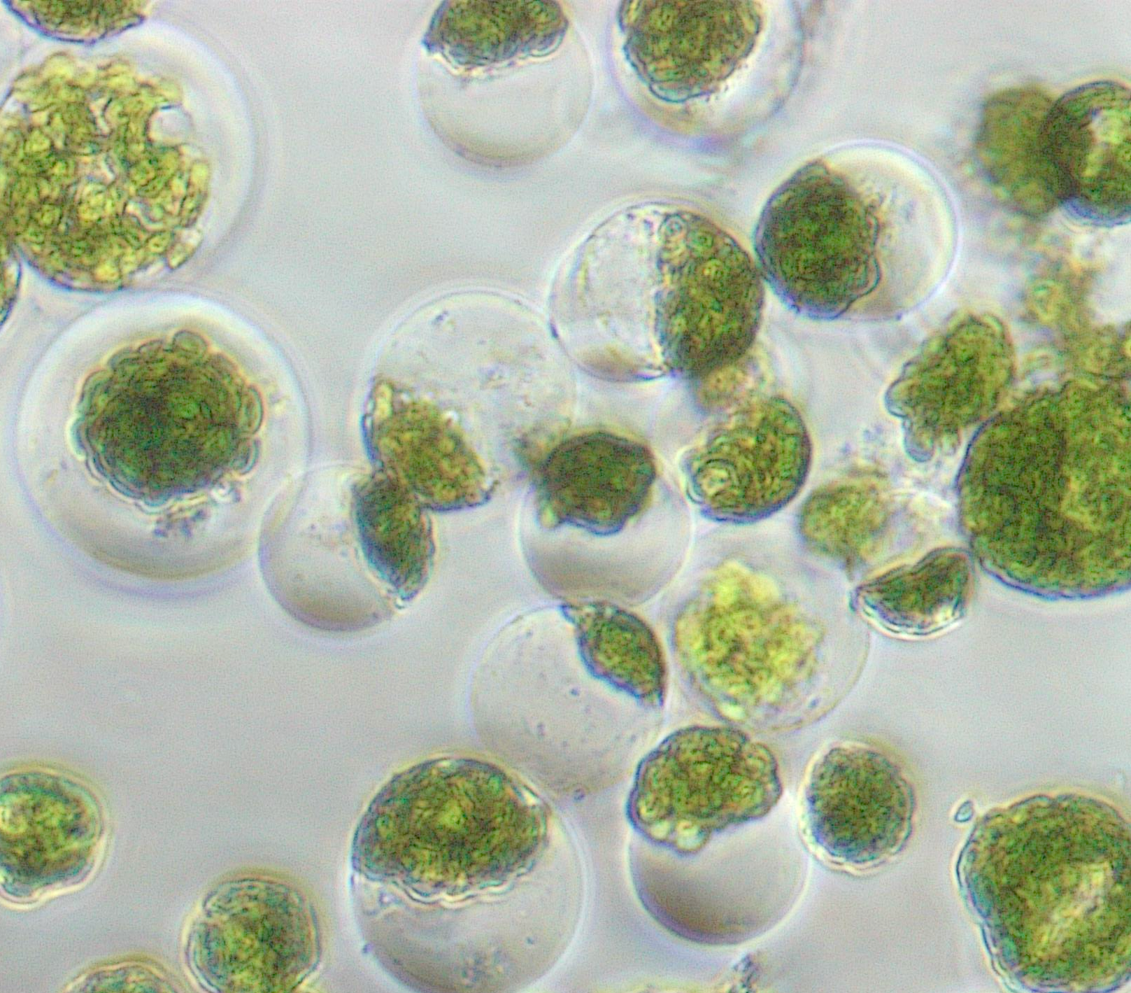 Regenerating potato protoplasts under the microscope in Vitacrop's lab